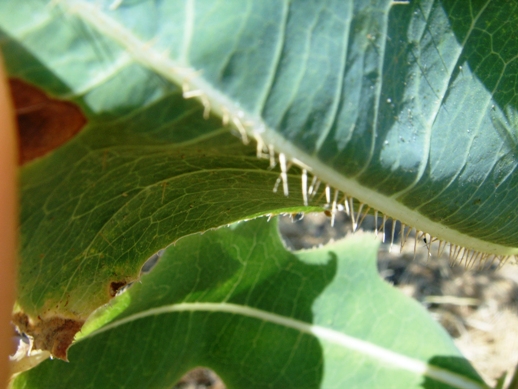 Lactuca virosa / Lattuga selvatica